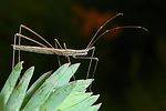 berytidae-neides-tipularius2-foto-brueckner