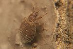 cimicidae-oeciacus-hirundinis-foto-koehler