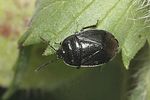 cydnidae-adomerus-biguttatus3-foto-rindlisbacher