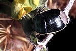 cydnidae-canthophorus-dubius-foto-guenther