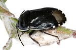 cydnidae-canthophorus-impressus-foto-dvorak
