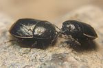 cydnidae-legnotus-limbosus-foto-koehler