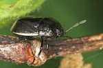 cydnidae-legnotus-limbosus2-foto-jas