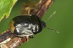 cydnidae-legnotus-limbosus3-foto-jas
