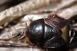 cydnidae-microporus-nigritus-foto-guenther
