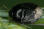 cydnidae-microporus-nigritus-foto-kunz