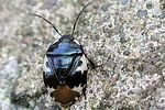 cydnidae-tritomegas-bicolor-foto-gerritsen