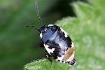 cydnidae-tritomegas-bicolor-foto-wegh
