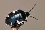 cydnidae-tritomegas-sexmaculatus-foto-wmueller