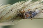 ischnorhynchidae-kleidocerys-resedae-foto-hamm