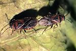 lygaeidae-arocatus-melanocephalus3-foto-guenther