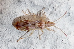 lygaeidae-belonochilus-numenius-foto-zapf