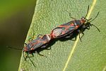 lygaeidae-caenocoris-nerii-couple-foto-jacinto