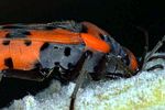 lygaeidae-lygaeus-simulans-detail-foto-resch