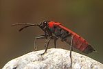 lygaeidae-melanocoryphus-albomaculatus4-foto-koehler