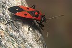 lygaeidae-melanocoryphus-albomaculatus5-foto-koehler