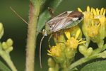miridae-adelphocoris-lineolatus-foto-rindlisbacher