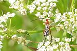 miridae-closterotomus-norwegicus-and-wasp-foto-devillers