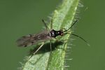 miridae-dicyphus-errans2-foto-rindlisbacher
