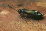 miridae-globiceps-flavomaculatus-foto-koehler