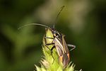 miridae-hadrodemus-mflavum-foto-deckert