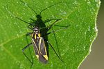 miridae-hadrodemus-mflavum-foto-jacinto