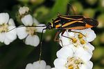 miridae-hadrodemus-mflavum-foto-keresztes