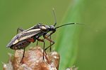 miridae-hadrodemus-mflavum3-foto-hamm