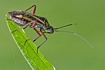 miridae-hadrodemus-mflavum4-foto-hamm