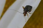 miridae-halticus-luteicollis-foto-folz