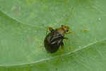 miridae-halticus-luteicollis2-foto-auer