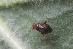 miridae-halticus-luteicollis2-foto-folz