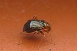 miridae-halticus-luteicollis3-foto-folz