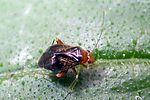 miridae-halticus-luteicollis3-foto-keresztes