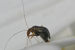 miridae-halticus-luteicollis4-foto-folz