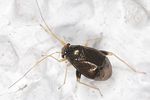 miridae-halticus-macrocephalus-foto-keresztes