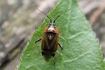 miridae-harpocera-thoracica-female-foto-arentsen