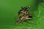 miridae-harpocera-thoracica-foto-brueckner