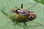 miridae-harpocera-thoracica-foto-faasen