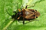 miridae-harpocera-thoracica-foto-fgrose