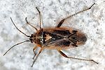 miridae-harpocera-thoracica-foto-keresztes