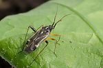 miridae-harpocera-thoracica-foto-mueller