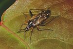 miridae-harpocera-thoracica-foto-rindlisbacher