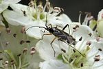 miridae-harpocera-thoracica-foto-wmueller