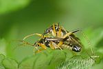 miridae-harpocera-thoracica-paar-foto-auer