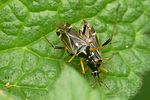 miridae-harpocera-thoracica2-foto-auer