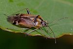 miridae-harpocera-thoracica2-foto-rindlisbacher