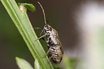 miridae-heterocordylus-tibialis-foto-altmann
