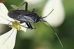 miridae-heterocordylus-tibialis-foto-jacinto