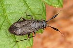 miridae-heterocordylus-tumidicornis-foto-altmann